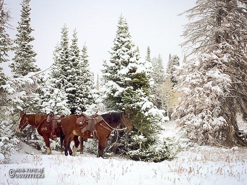 Three saddled horses stand in a snowy forest amongst evergreens.