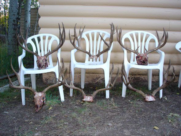 Three deer skull trophies displayed on white plastic chairs. Brown antlers and skulls against a tan backdrop.