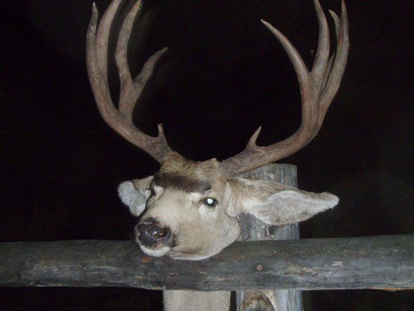 Deer head mounted on a wooden fence, dark background, large antlers, head tilted.