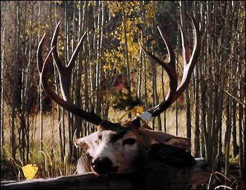 Deer head with large antlers rests in front of a forest with yellow and brown trees.