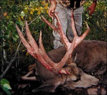 Large-antlered deer lying on the ground near foliage. Person holds the antlers, which have blood on them.
