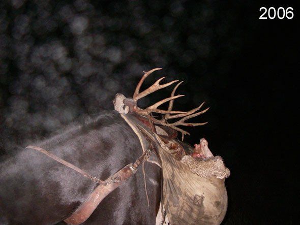 Moose with large antlers, steam rising. Dark background.