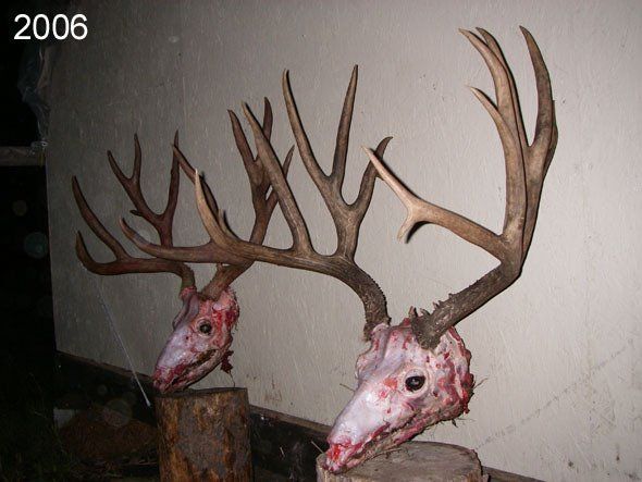 Two deer skulls with large antlers mounted on wood blocks.