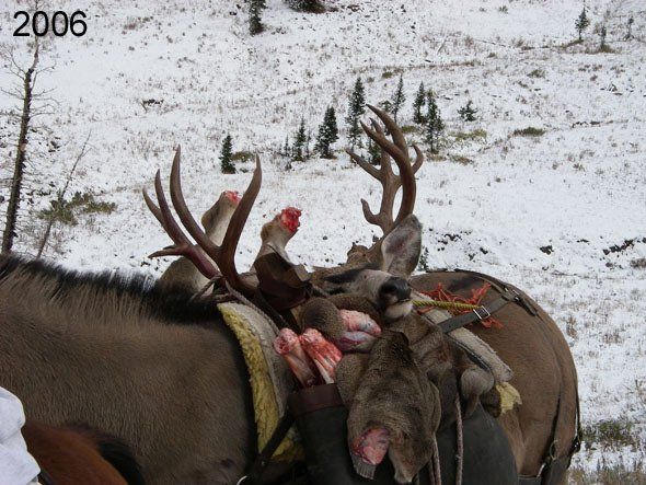 Elk carcasses with antlers, loaded on a pack animal in a snowy mountain setting.
