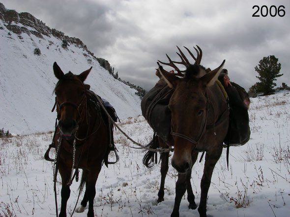 Two mules in snow, packed with gear, near a mountain; overcast sky, 2006.
