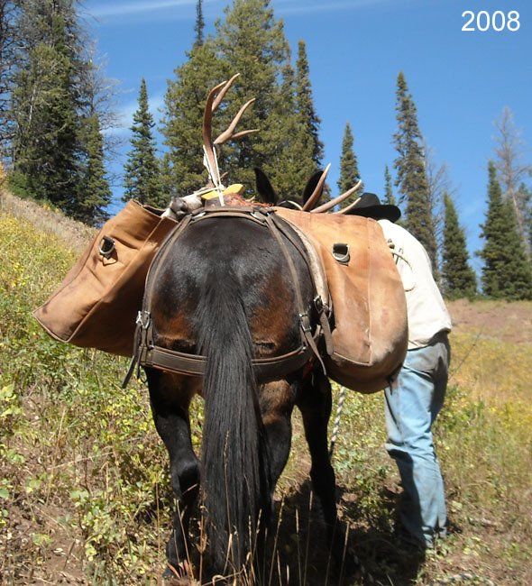 Mule with pack bags and antlers, man adjusting bags in a mountain setting, sunny day, 2008.