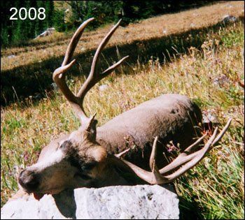 A harvested elk with large antlers lying on a rock in a grassy area; 2008 in the upper left corner.