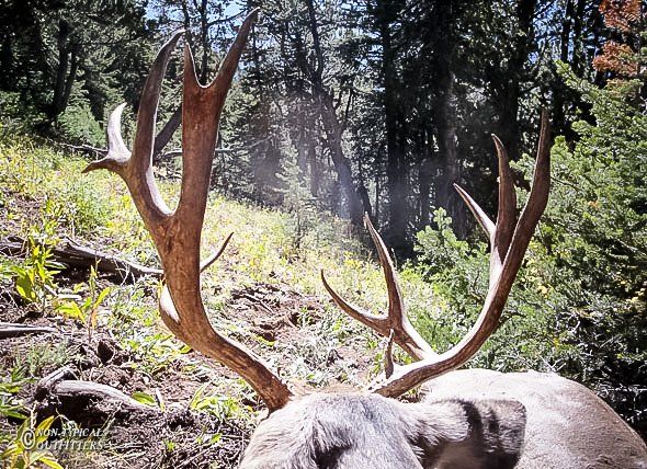 A close up of a deer 's antlers in the woods