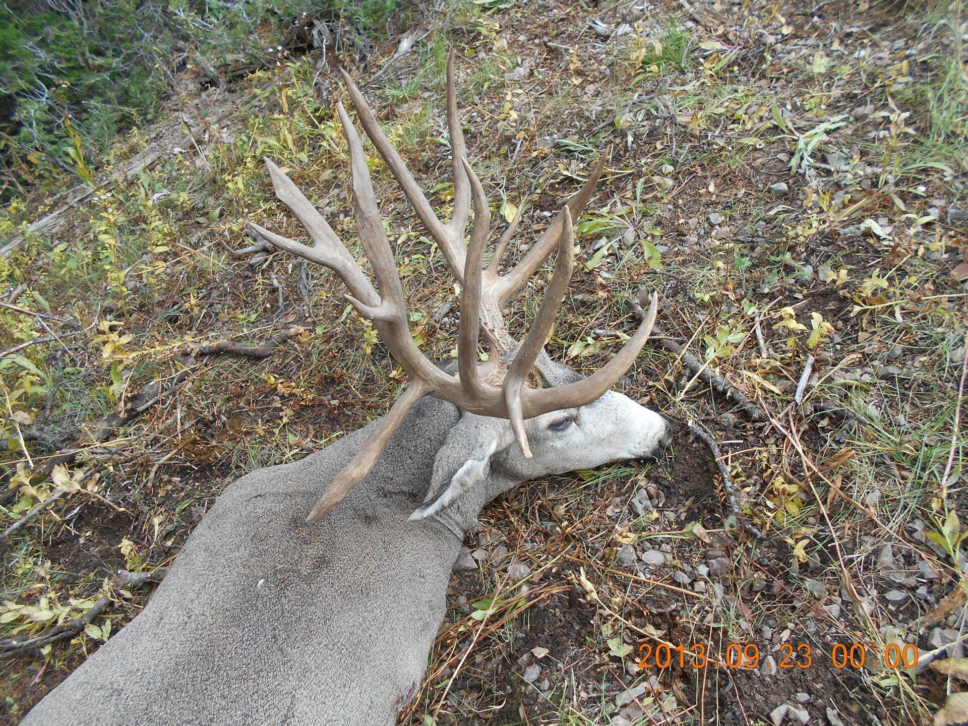 Dead deer with large antlers lying on ground.