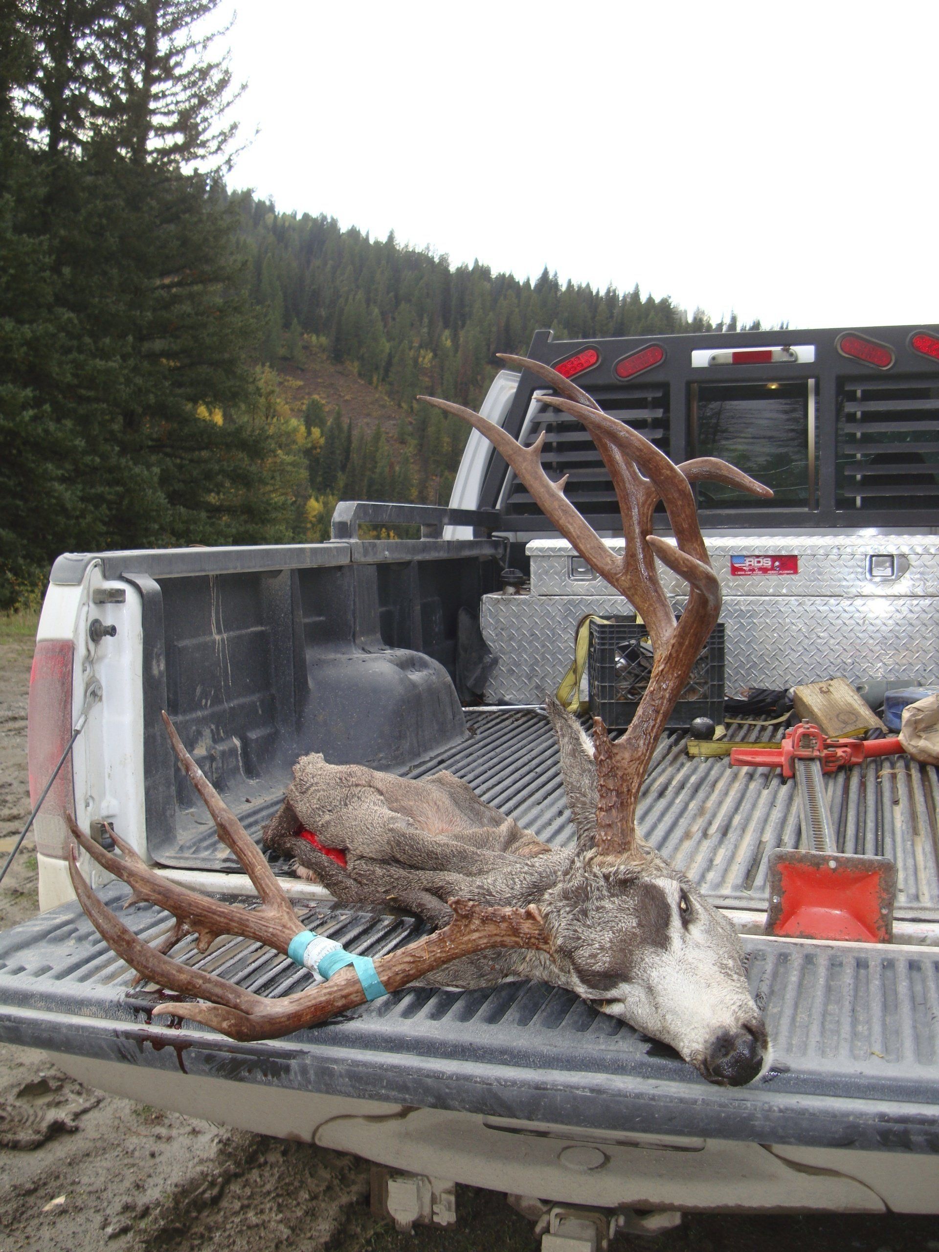 Deer head with large antlers in the bed of a pickup truck, outdoors.