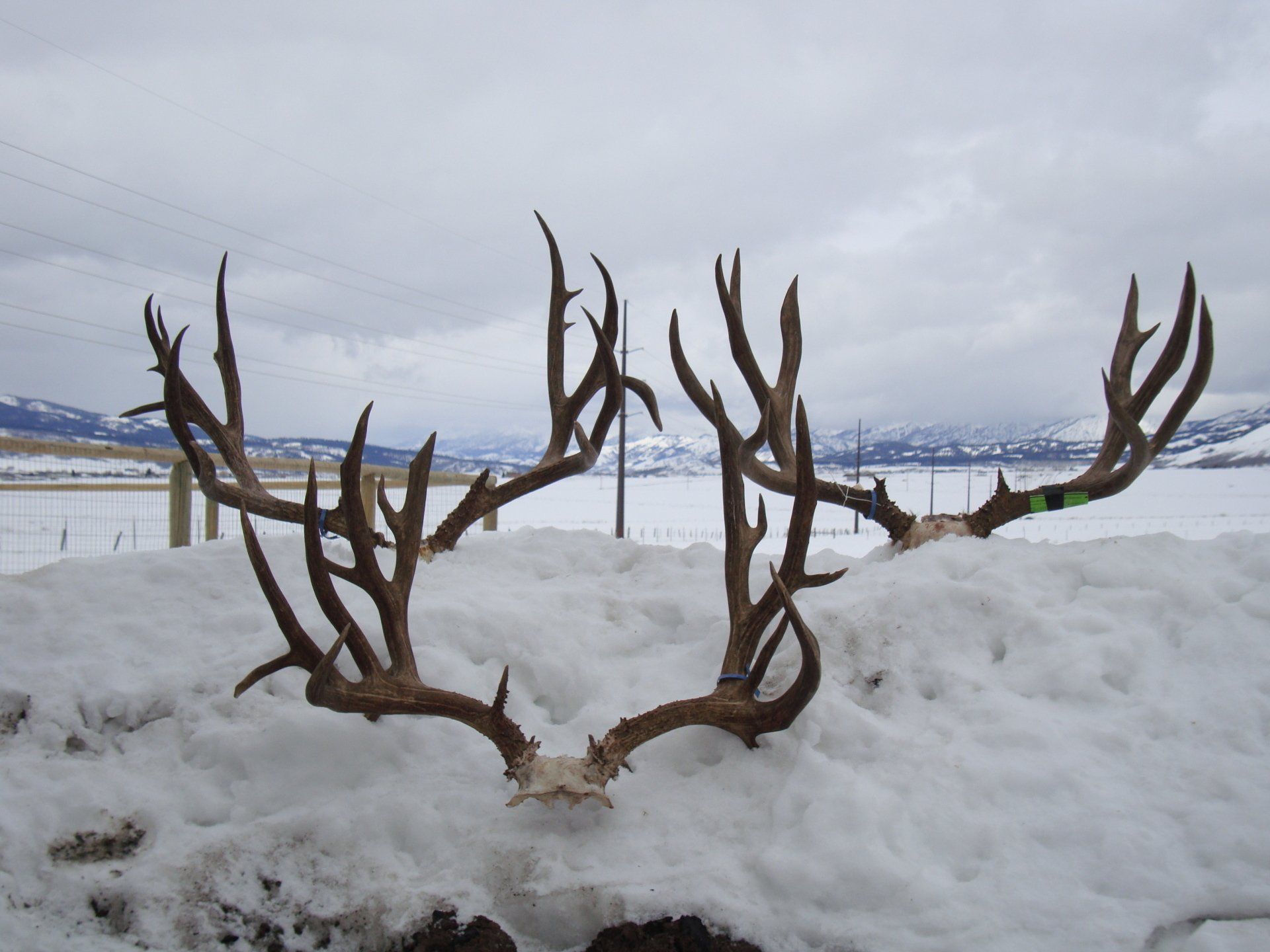 Antlers of a deer in the snow with mountains in the background