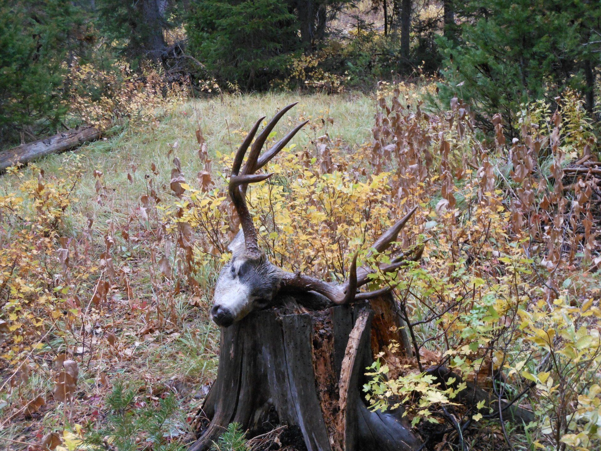 A deer is laying on a tree stump in the woods