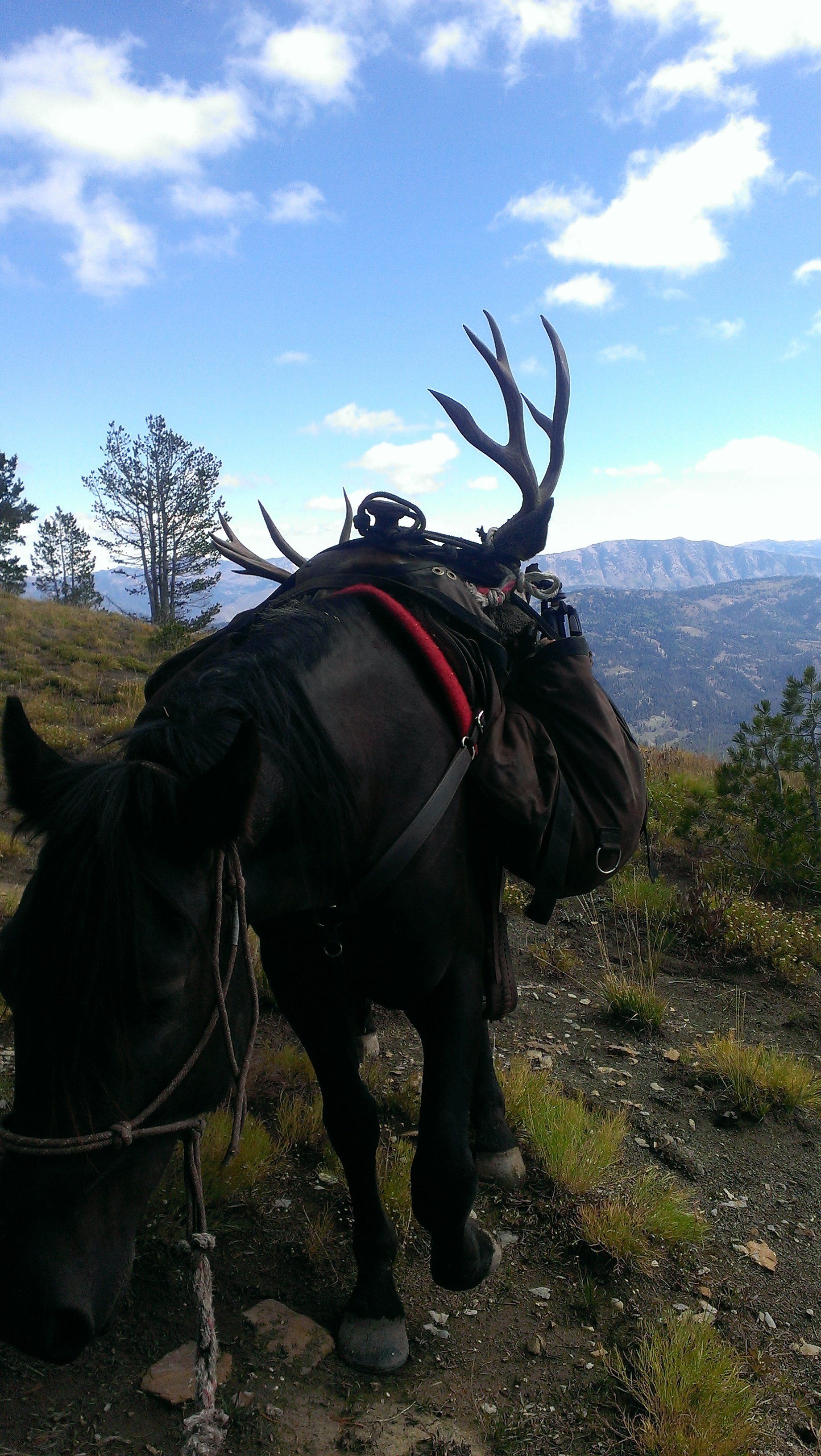 A horse with antlers is standing on a dirt road