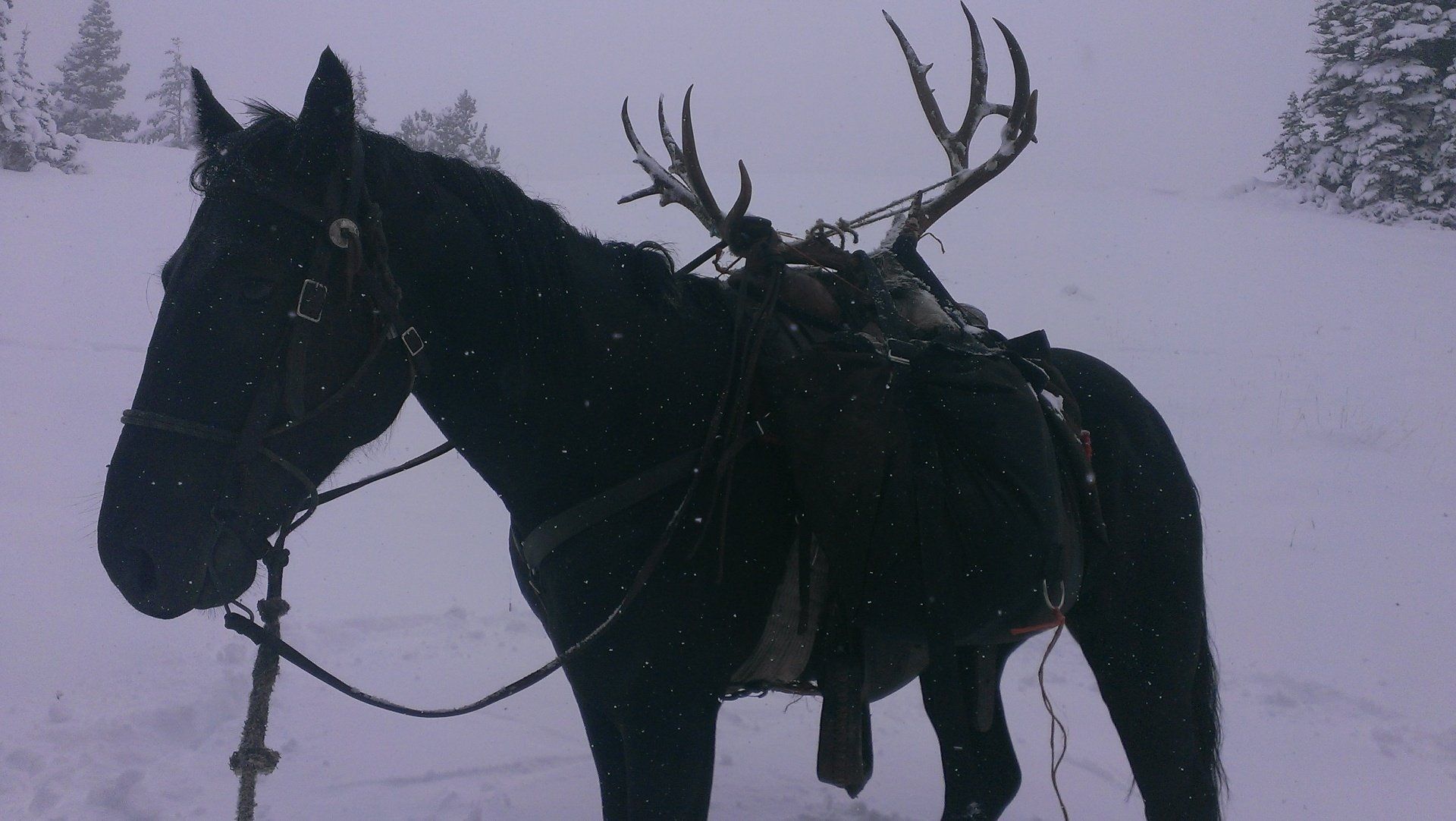 A black horse with antlers on its back is standing in the snow