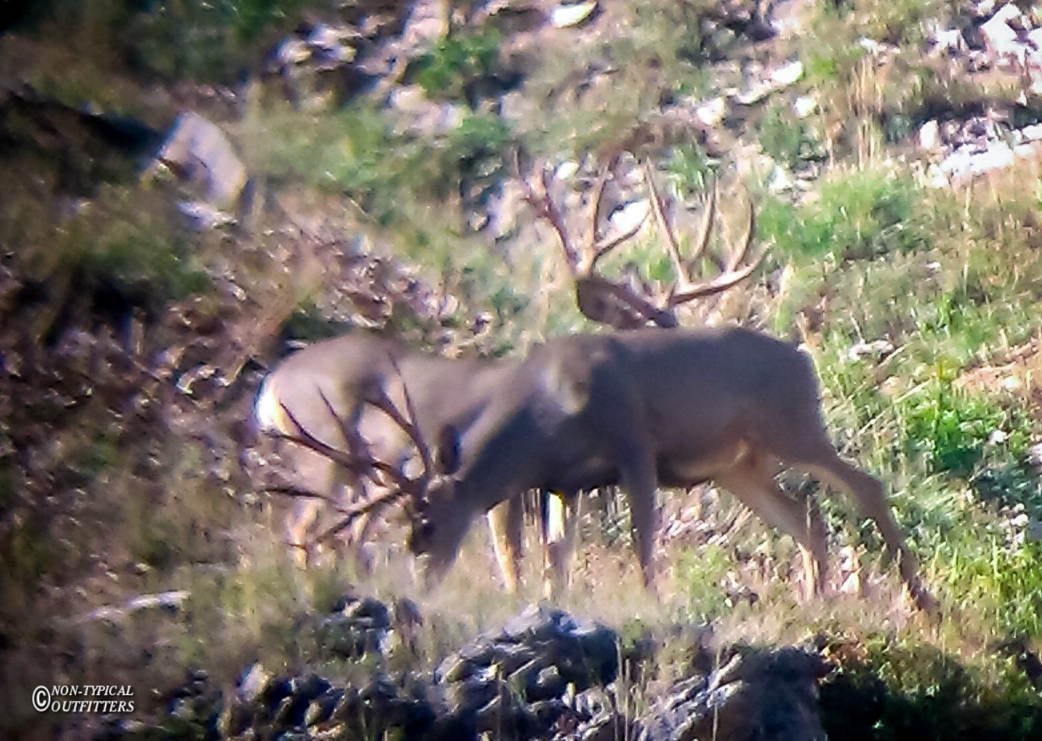 Two elk with large antlers are grazing on a grassy hillside.
