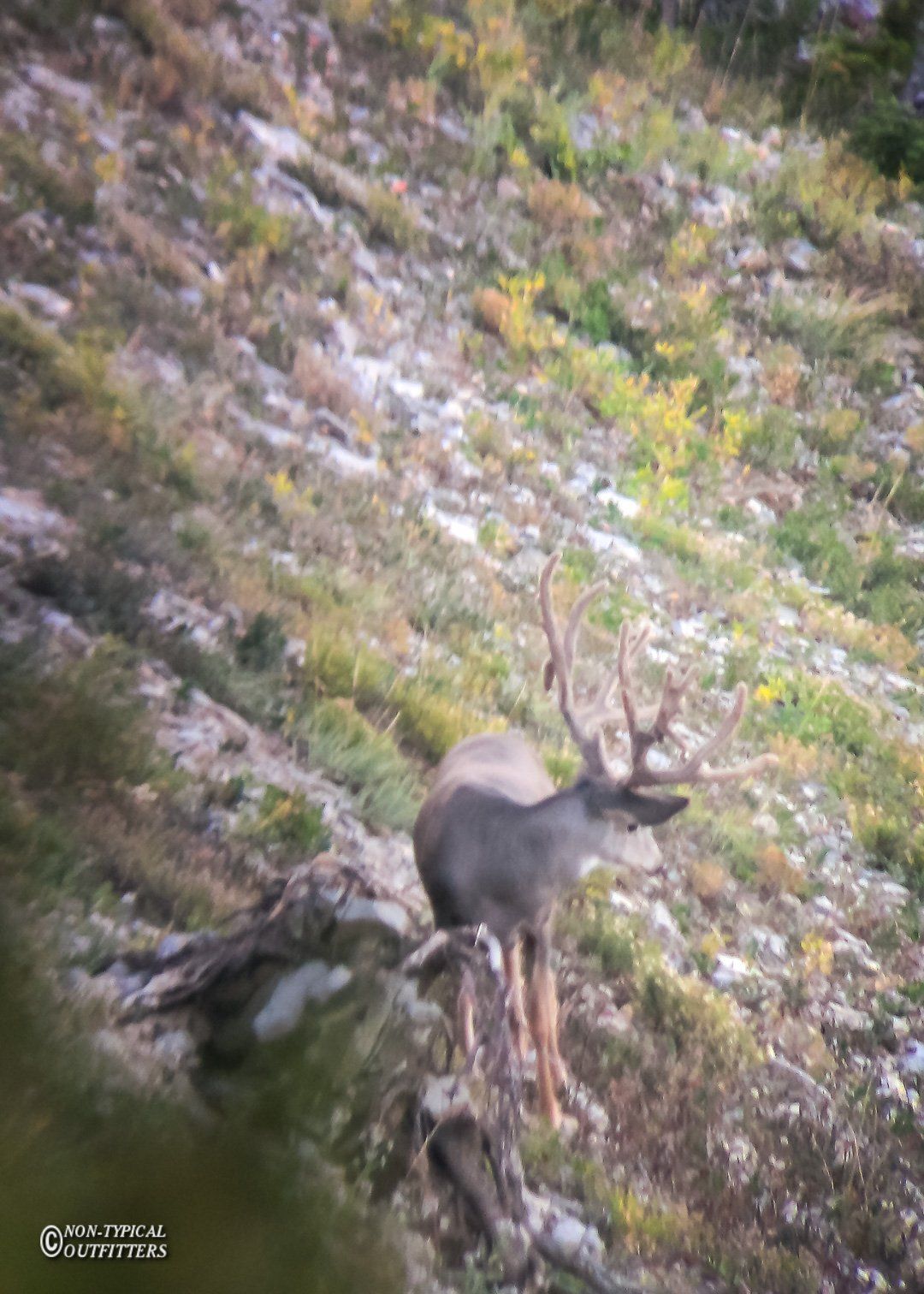 A mule deer buck with large antlers stands on a rocky hillside.