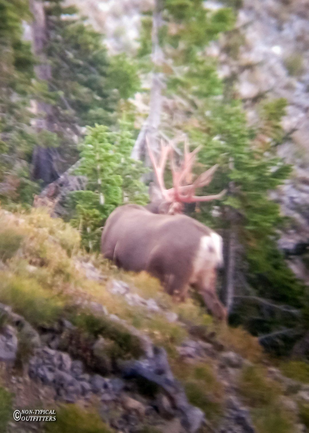 Elk with large antlers on a hillside covered with trees and brush.