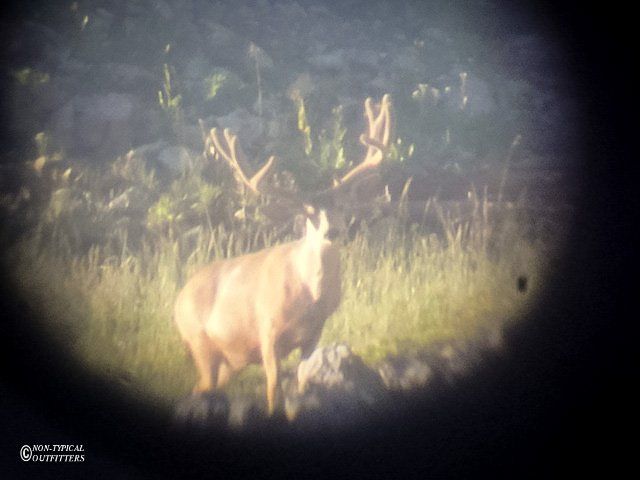 A large deer with large antlers stands in tall grass in a sunny area.
