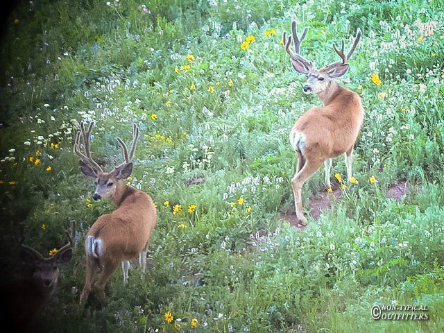 Two mule deer bucks with large antlers in a field of wildflowers.
