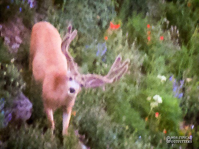 Deer with large antlers stands in a field of green foliage and colorful wildflowers.