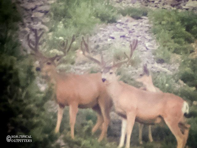 Three mule deer with large antlers stand in a grassy, rocky landscape.