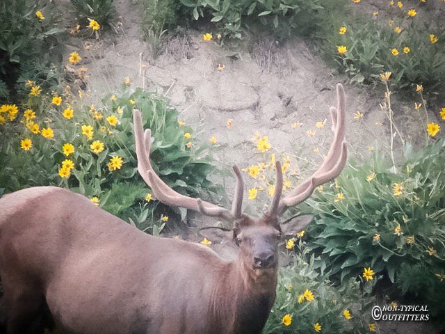 A large elk with large antlers stands among yellow flowers and greenery against a rocky hillside.