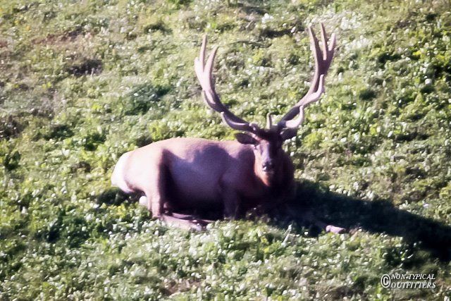 A large elk with large antlers rests in a grassy field.