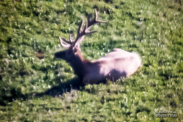 An elk with large antlers rests in green grass.