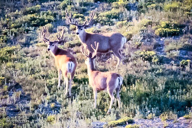 Three mule deer with large antlers stand on a grassy hillside.