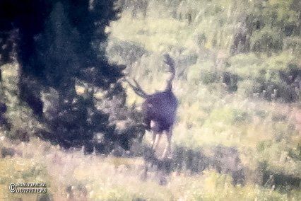 Moose with large antlers stands in a grassy field near a tree.