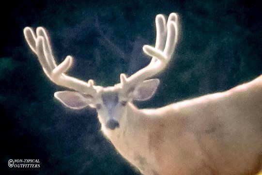 Buck deer with velvet antlers, looking forward, dark background.