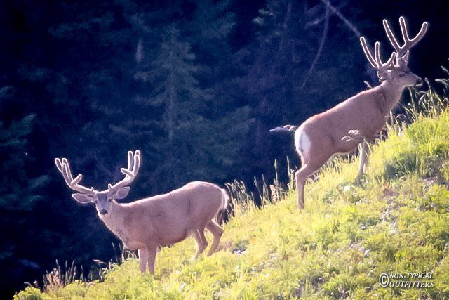 Two deer with large antlers stand on a grassy hillside, forest in the background.