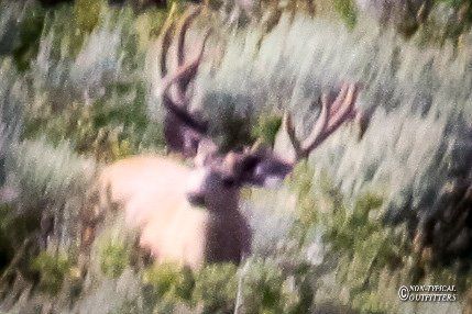 Mule deer buck with large antlers in tall green grass.