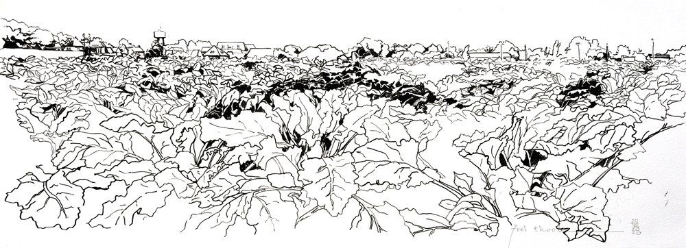 Zwart-wit inkttekening van een bietenveld met gelaagde bladeren en gestructureerde schaduwen.