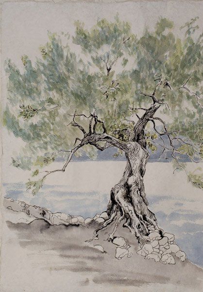 Een tekening in aquarel en inkt van een knoestige olijfboom naast een kalm, lichtblauw wateroppervlak.