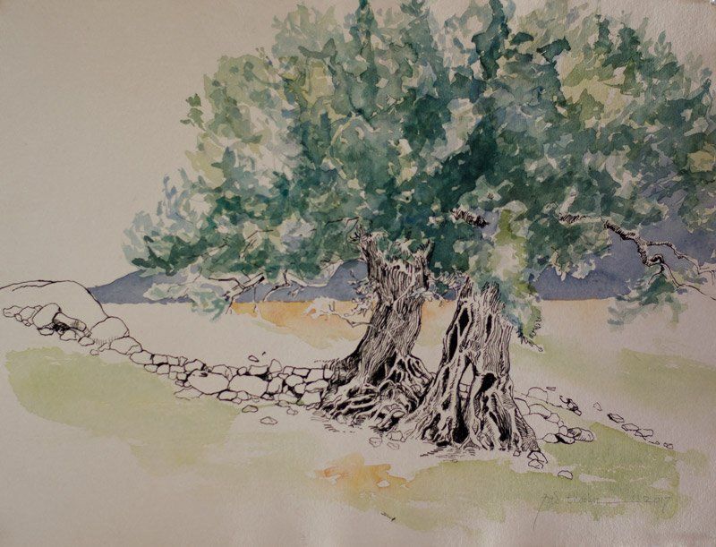 Een aquarel van twee knoestige olijfbomen bij een lage stenen muur, met op de achtergrond een bergketen.