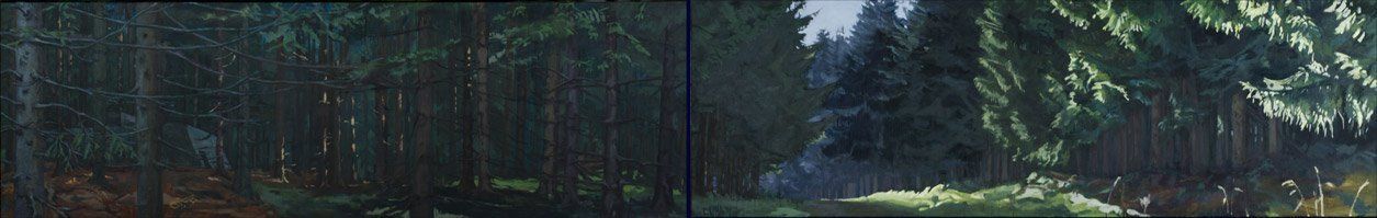 Een open plek in het bos met rijen hoge, donkere groenblijvende bomen en gevlekt zonlicht dat op de grasgrond valt.
