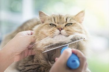 Cat Grooming San Rafael, ca