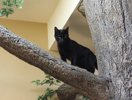 Cat's Cradle Boarding & Grooming