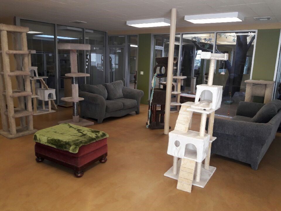 Large Cat Hotel Playroom