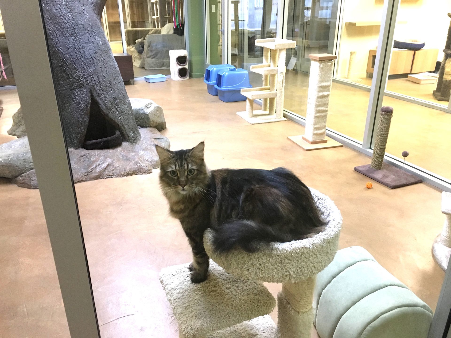 Cat's Cradle Boarding & Grooming