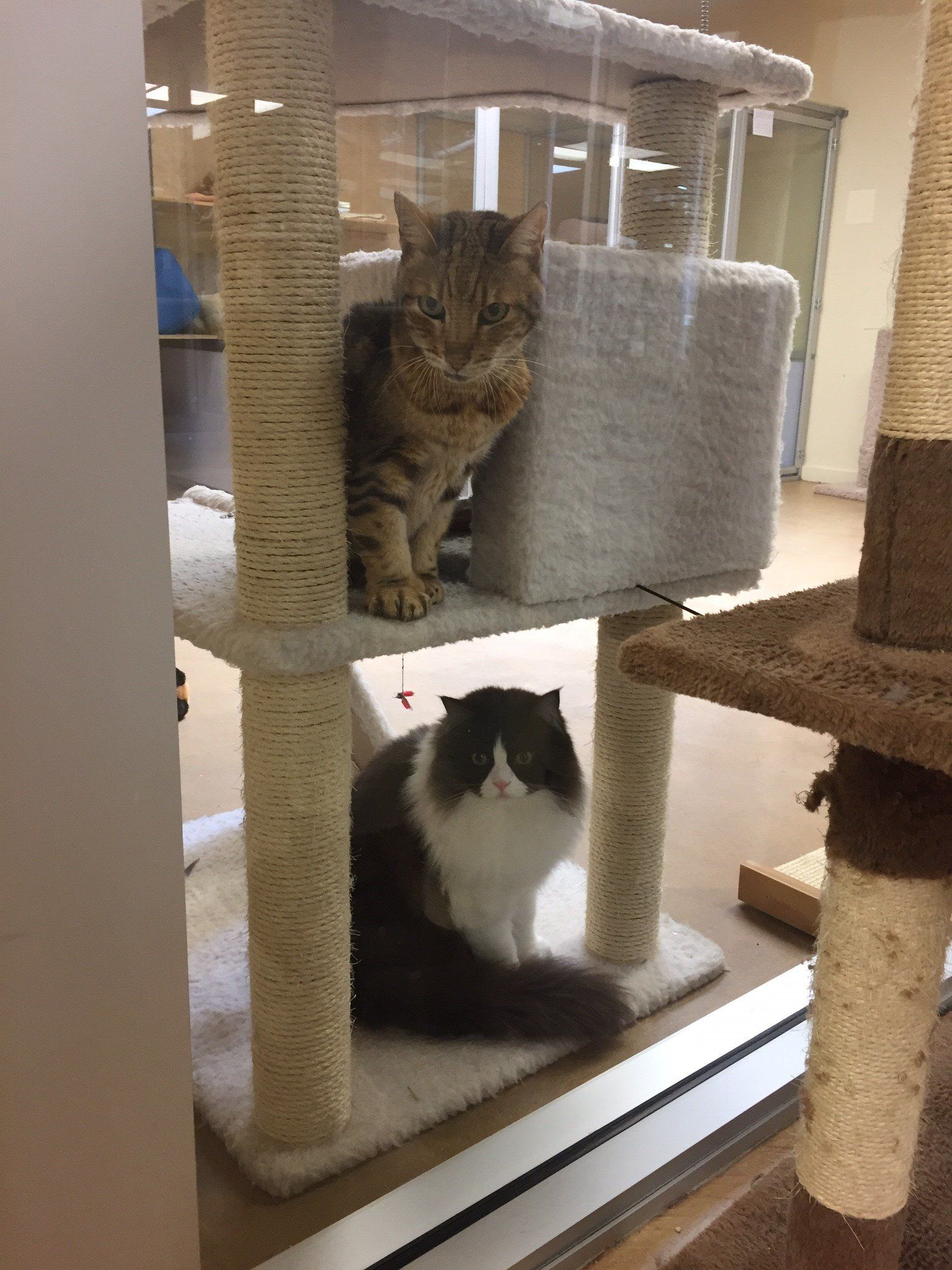 Cat's Cradle Boarding & Grooming