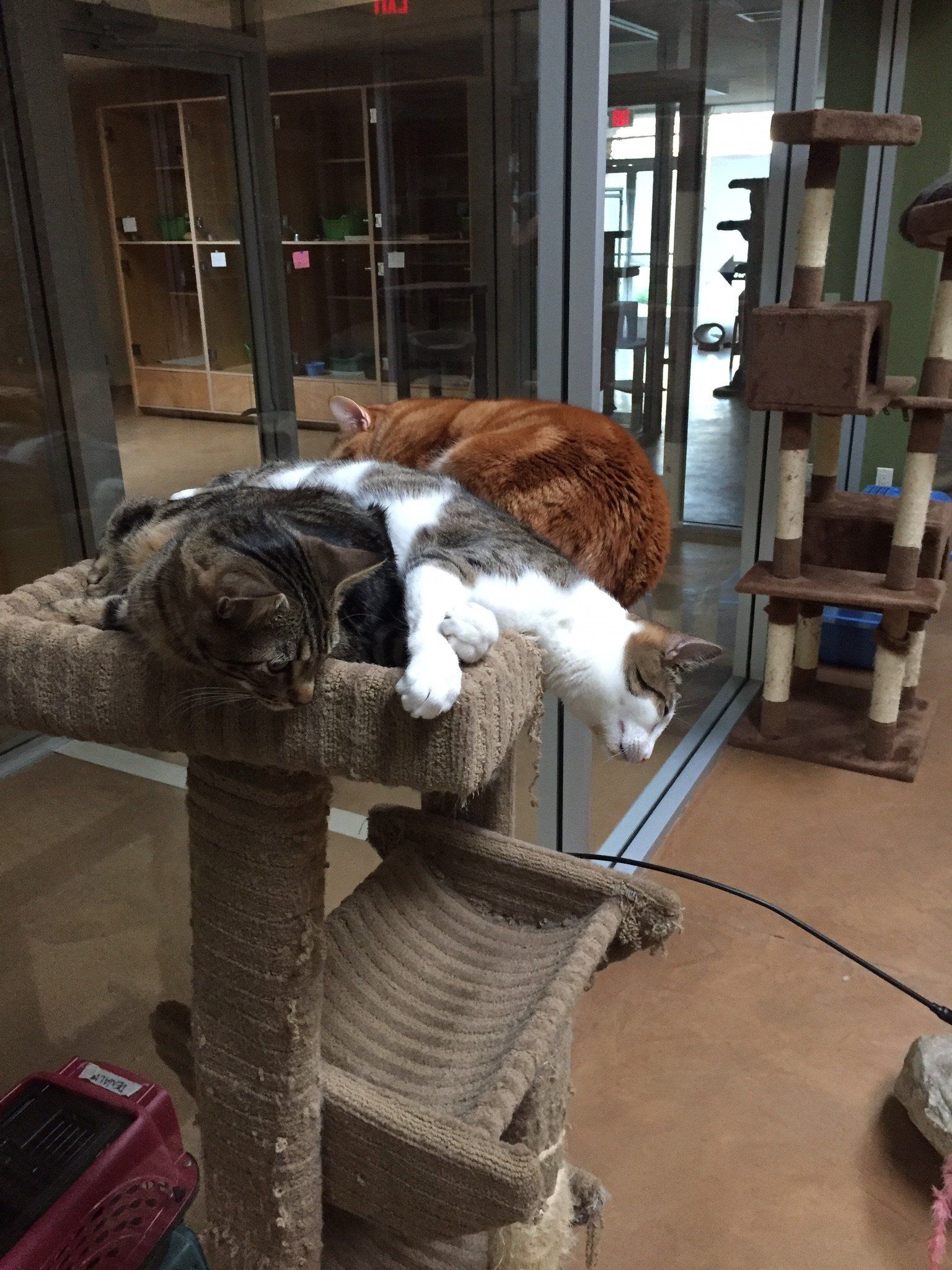 Cat's Cradle Boarding & Grooming