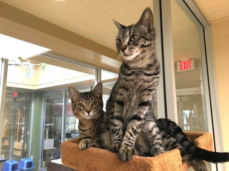 Cat's Cradle Boarding & Grooming