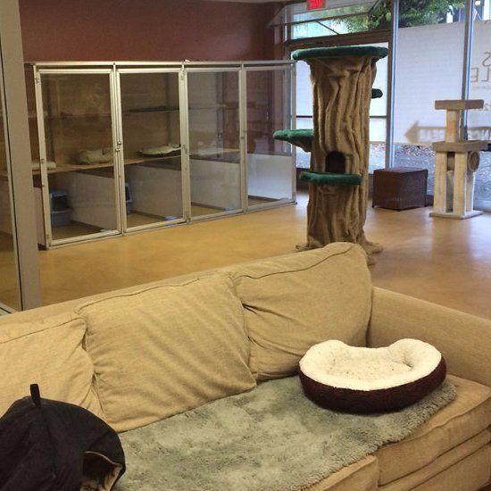 Best Cat Boarding Playroom