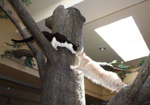 Cat's Cradle Boarding & Grooming