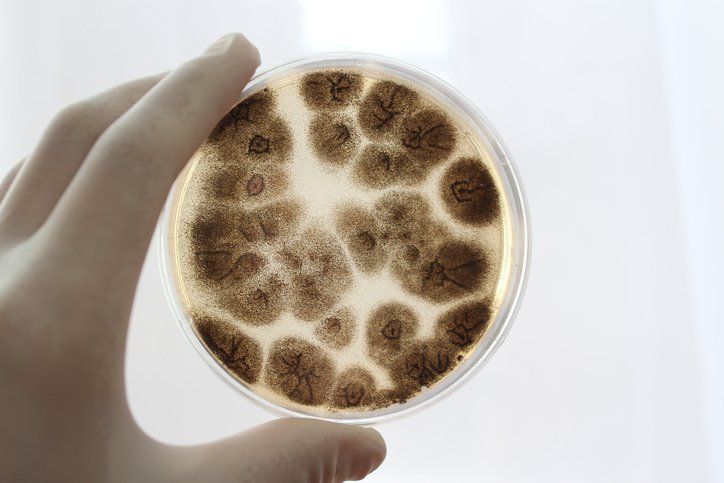 Mold Testing