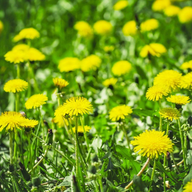 Weed Control
