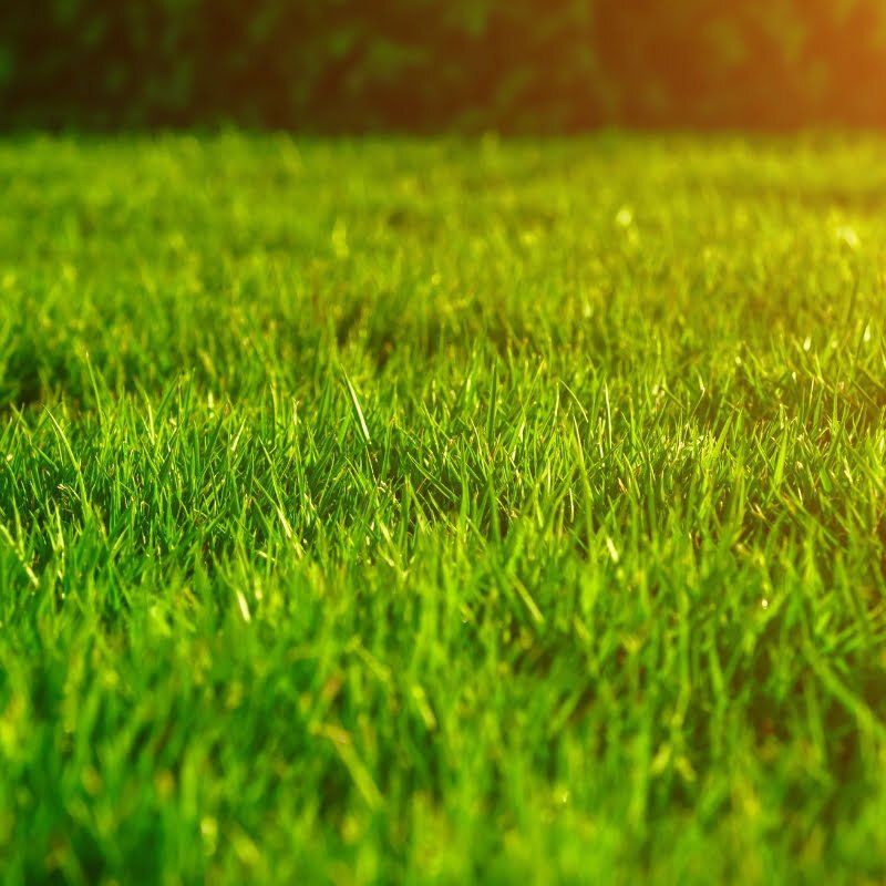 Green Grass