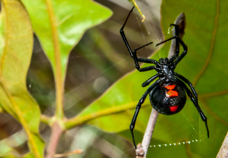Black Widow Spider
